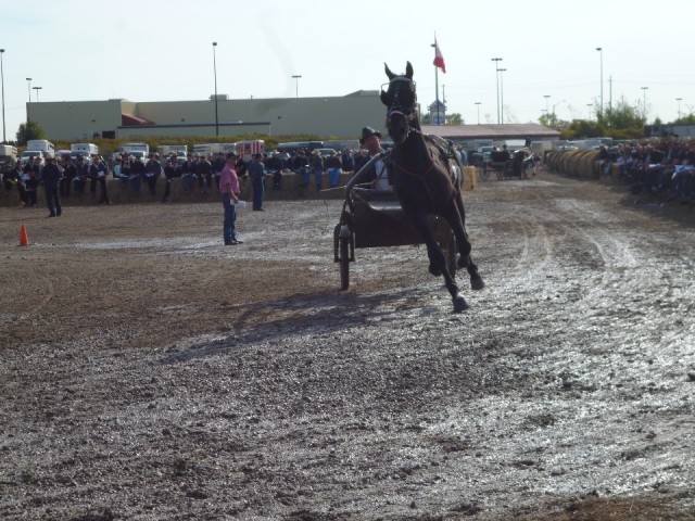 drafpaardenveiling St Jacobs Market