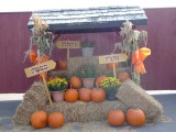 Pumpkins St Jacobs Market