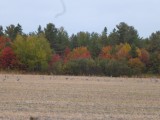 Indian Summer