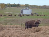 Bison farm nabij Parry Sound