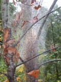 Herfst tafereel