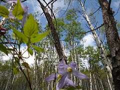 Wilde Clematis op Yamnuska Mountain