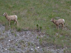 Bighorn Sheep
