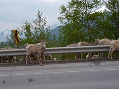 Bighorn Sheep
