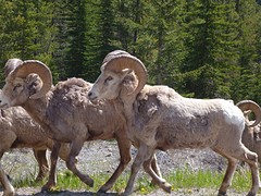 Bighorn Sheep