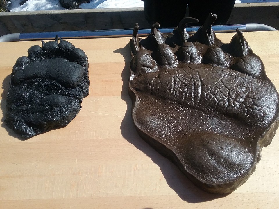 voetprint Black Bear en Grizzly Bear