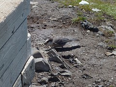 Grey Jay