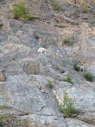 White Mountain Goat