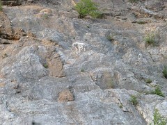 White Mountain Goat