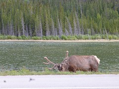 Male Elk ook Wapiti genoemd
