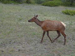 Female Elk