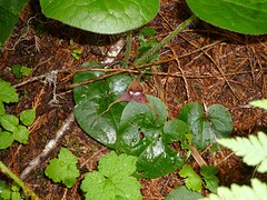 Wild Ginger
