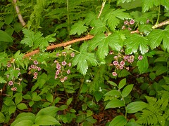 Gooseberry,wilde kruisbes ?