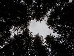 Cedar cirkel