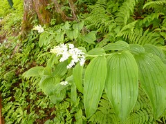 Raceme Solomon's Seal