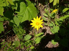 Arnica ?