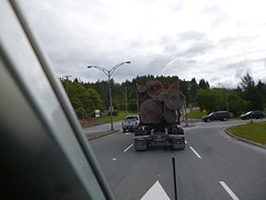 Ceder transport