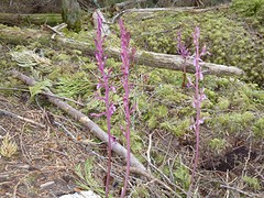 Spotted Coral Root