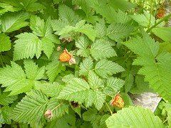 Trailing Blackberry