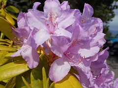 Rododendron