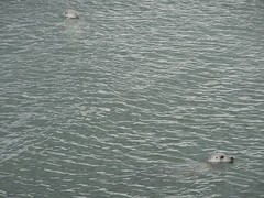 Zeehonden in de haven
