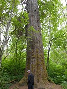 Sitka Spruce ,ongeveer 500 jaar oud