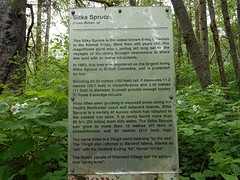 Sitka Spruce ,ongeveer 500 jaar oud