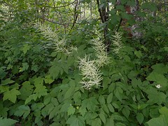 Goatsbeard