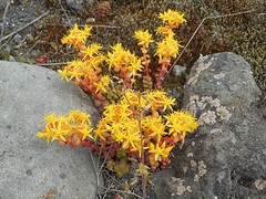 Lance Leaved Stonecrop (Lava sterbloem)
