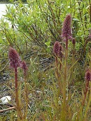 Gorman's Beardtongue