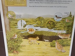 Wildlife
