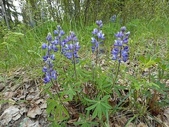 Yukon Lupine