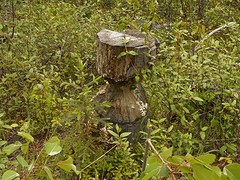 Boya Lake Provincial Park