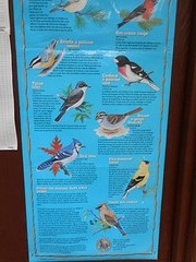 Vogels