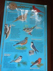 Vogels