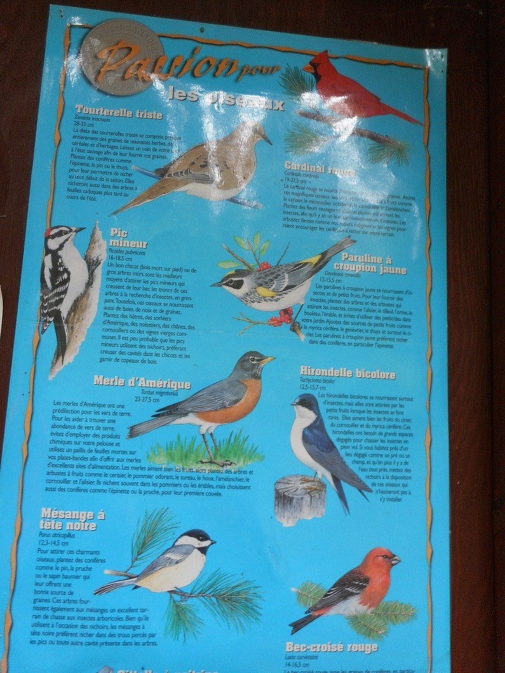 Vogels
