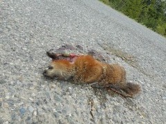 Verkeersslachtoffer,Hoary Marmot