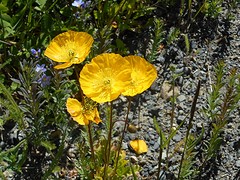 Gele klaproos