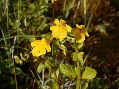 Yellow Monkey Flower