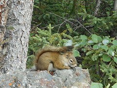 Squirrel,kleine soort eekhoorn