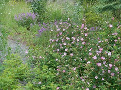 Bloemenpracht
