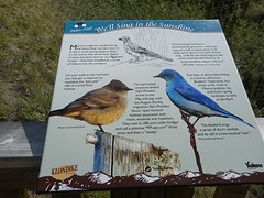 Vogels