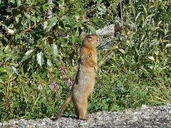 Ground Squirrel