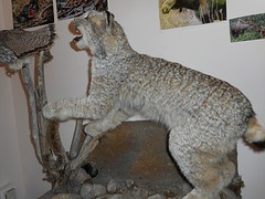 Opgezette Lynx