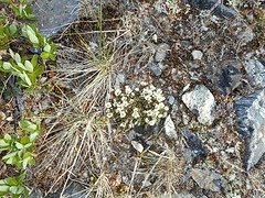 Mountain Avens