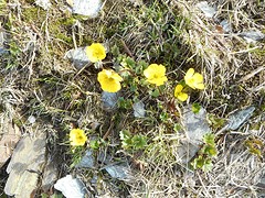 Snow Buttercup