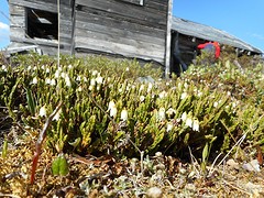 Arctic White Heather