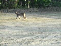 Lynx in Keno