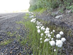 Cottongrass