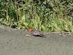 Pine Grosbeak
